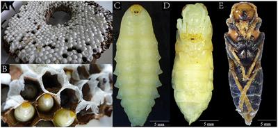 Shotgun metagenomics reveals the gut microbial diversity and functions in Vespa mandarinia (Hymenoptera: Vespidae) at multiple life stages